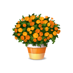 Апельсиновые цветы в горшке
